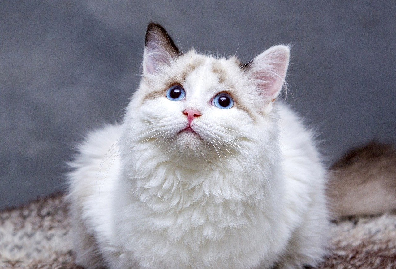 cats, pedigree cat, feline, animal, nature, kitten, domestic cat, pet, pet, pet, pet, pet, pet