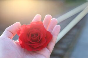 stop youth suicide, railway, red rose in hand, with love, sun rays, remembering all victims, of suicide on rail, condolence, humble, loving memory, you are not forgotten, outdoor, humble, humble, humble, humble, humble