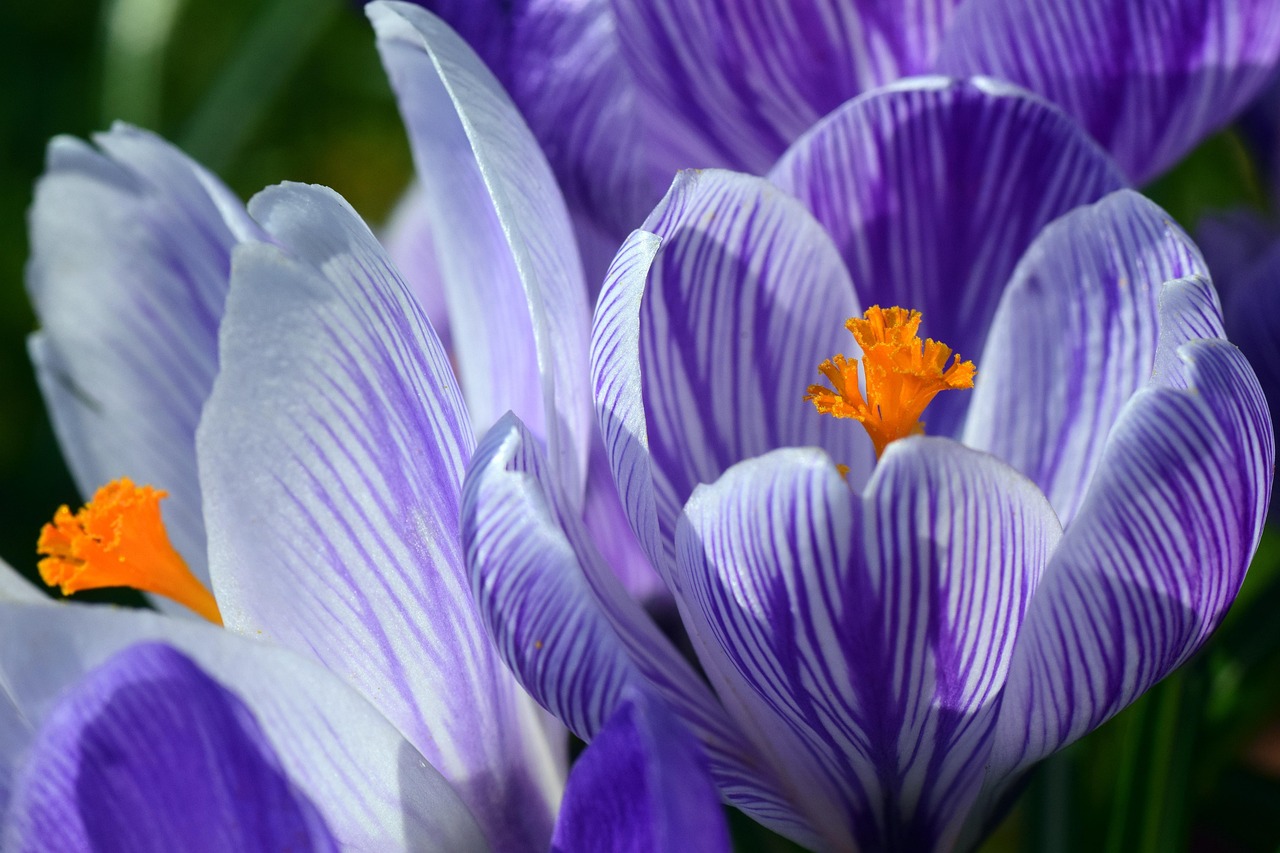 crocus, spring, purple, strip, bright, blossom, bloom, flower, rubber stamp, pollen, beautiful, nature, plant, colour, close up, early bloomers, march, beautiful flowers, flower wallpaper, wildflower, crocus, march, flower background, march, march, march, march