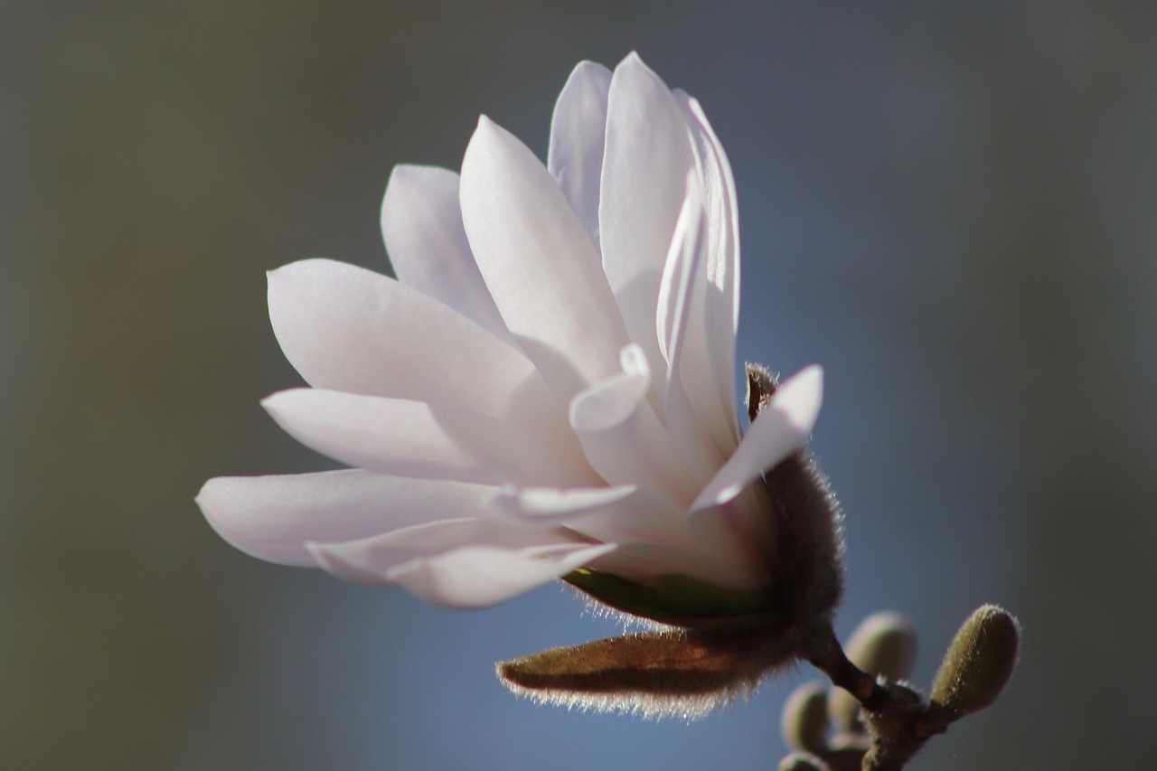 magnolia, blossom, bloom, magnolia flower, white, spring, petals, nature, march, early bloomer, magnolia, march, march, march, march, march